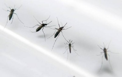 inter-zika-zancudos-afp.520.360